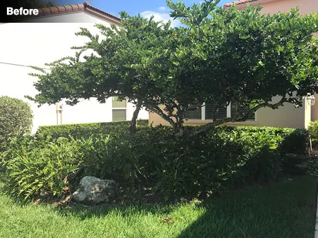 The front of the house before work, with overgrown planting and a large ligustrum tree