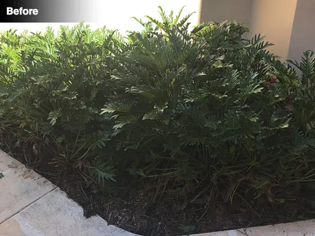 The bed left of the front door before work, overgrown with philodendron