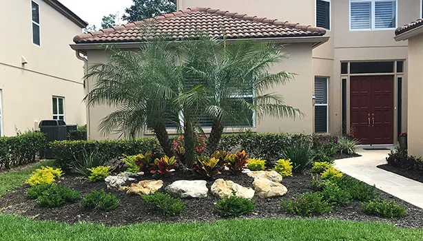 A replanted house frontage with a raised boulder bed and a triple pygmy date palm