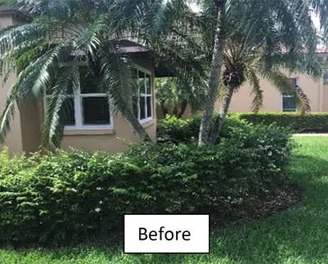 The right side of the walkway planted with copperleaf, alocasia and a silver European fan palm