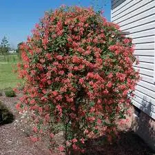 Scarlet tubular flowers of coral honeysuckle, Lonicera sempervirens