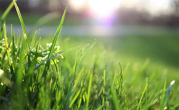 A close-up of lush green grass blades backlit by low sun