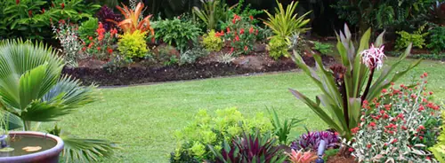 A curved bed of crotons, bromeliads and red flowering plants edging a mown lawn
